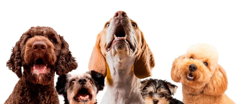 Marketing digital para tiendas de mascotas y clínicas veterinarias: la guía completa Imagen de portada: Marketing digital para tiendas de mascotas y clínicas veterinarias: la guía completa